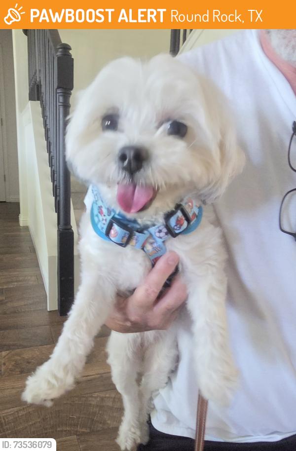 Found/Stray Female Dog last seen Winding Creek, Round Rock, TX 78665