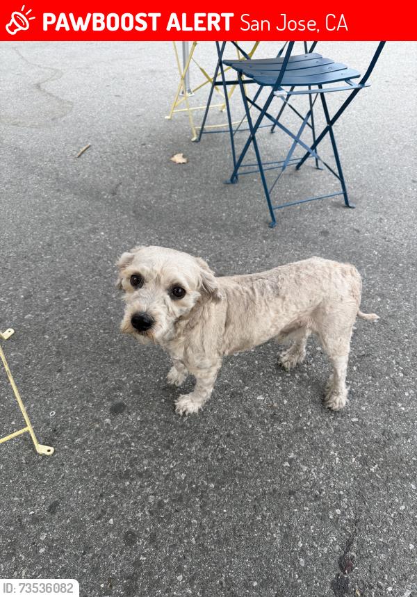 Lost Male Dog last seen Regional medical cener, San Jose, CA 95116