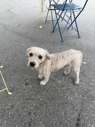 Lost Male Dog last seen Regional medical cener, San Jose, CA 95116