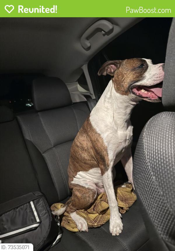 Reunited Female Dog last seen Near W Swallow Rd, Fort Collins, CO 80526, USA, Fort Collins, CO 80526