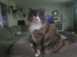 Lost Female Cat last seen Watt and Antelope road, North Highlands, CA 95660