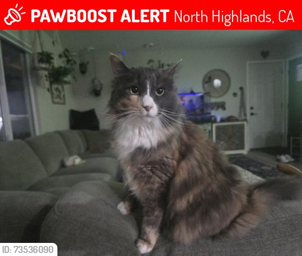 Lost Female Cat last seen Watt and Antelope road, North Highlands, CA 95660