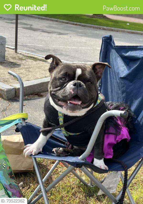 Reunited Female Dog last seen King philip st, Fall River, MA 02724