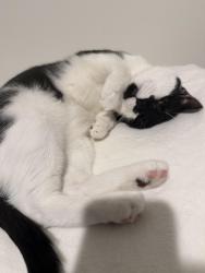 Lost Male Cat last seen Bevington Dr Indian trail, Indian Trail, NC 28079
