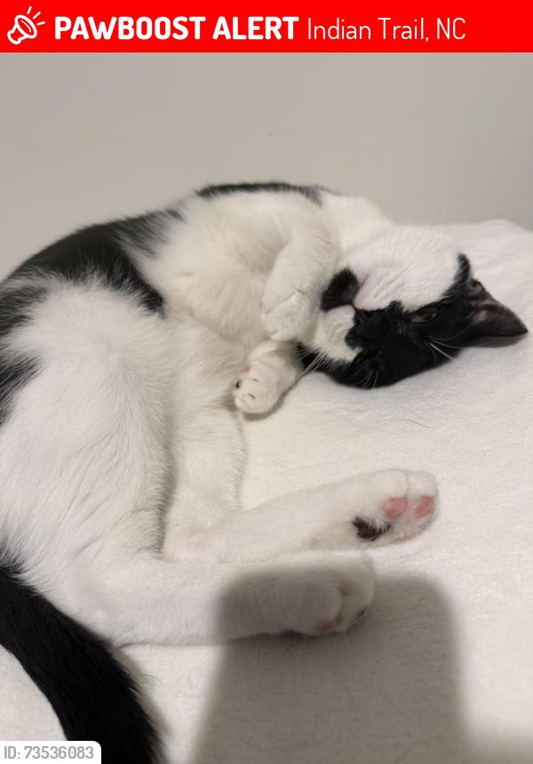 Lost Male Cat last seen Bevington Dr Indian trail, Indian Trail, NC 28079