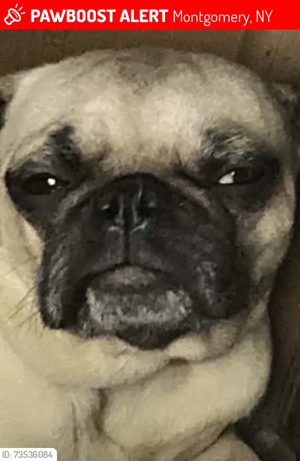 Lost Female Dog last seen Sleepy hollow park, Walden, NY 12586