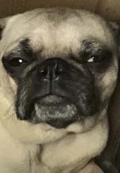 Lost Female Dog last seen Sleepy hollow park, Walden, NY 12586
