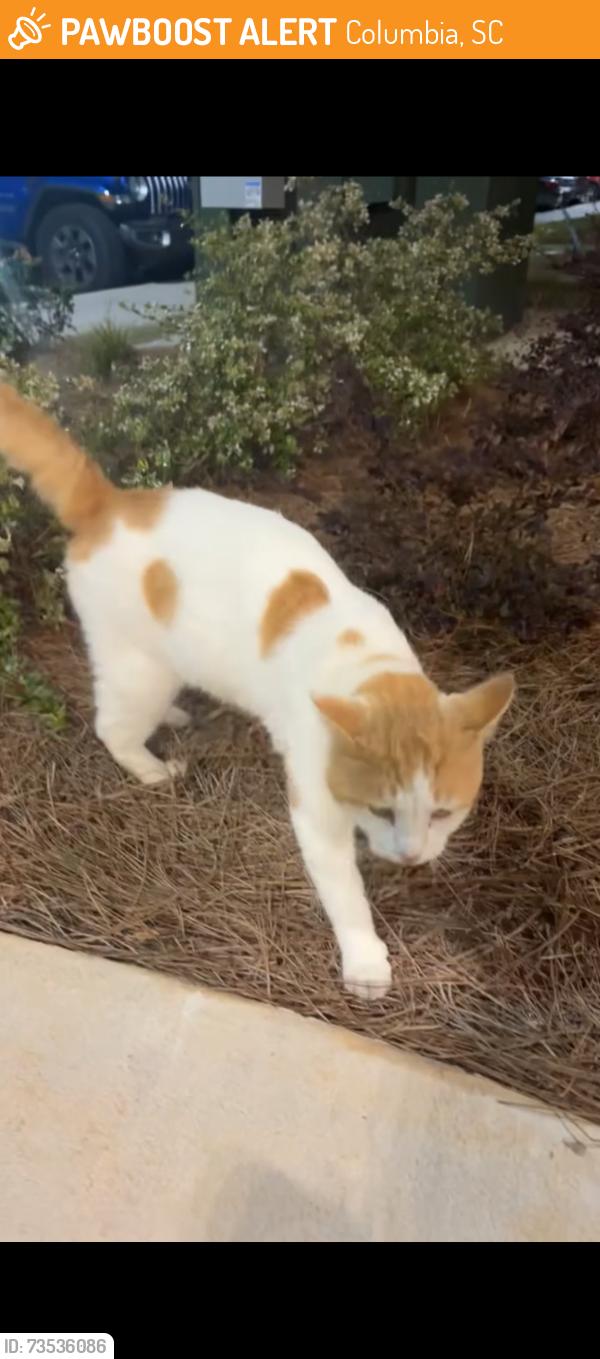 Found/Stray Male Cat last seen Bluff Rd, not far from the stadium, Columbia, SC 29201