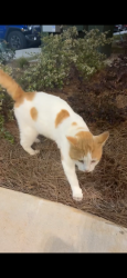 Found/Stray Male Cat last seen Bluff Rd, not far from the stadium, Columbia, SC 29201