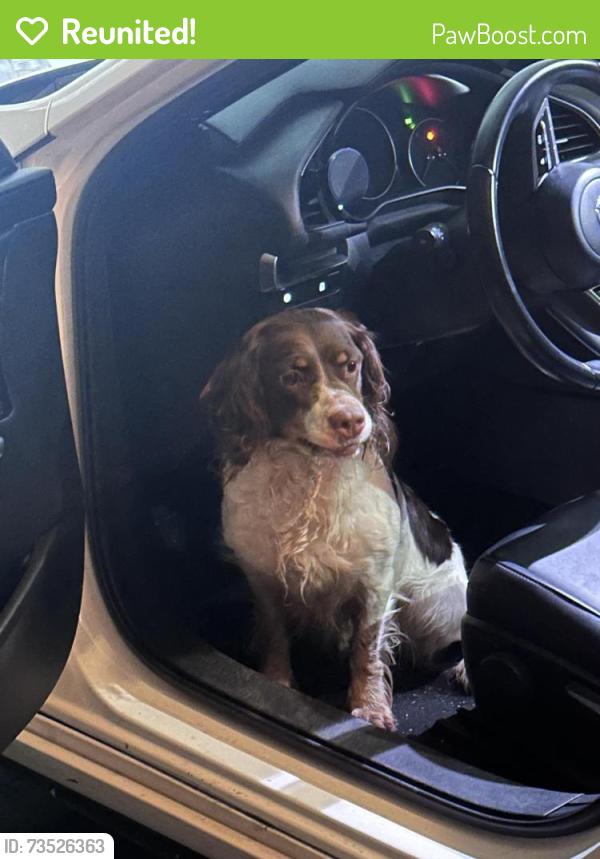 Reunited Unknown Dog last seen 30th Street and Chester Road, Marion Township, MN 55904