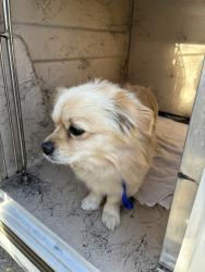 Shelter Stray Male Dog last seen Near E Vine Street, MURRAY CITY, UT, 84121, 511 W 3900 S, Salt Lake City, UT 84123, USA