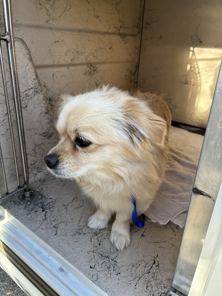 Shelter Stray Male Dog last seen Near E Vine Street, MURRAY CITY, UT, 84121, 511 W 3900 S, Salt Lake City, UT 84123, USA