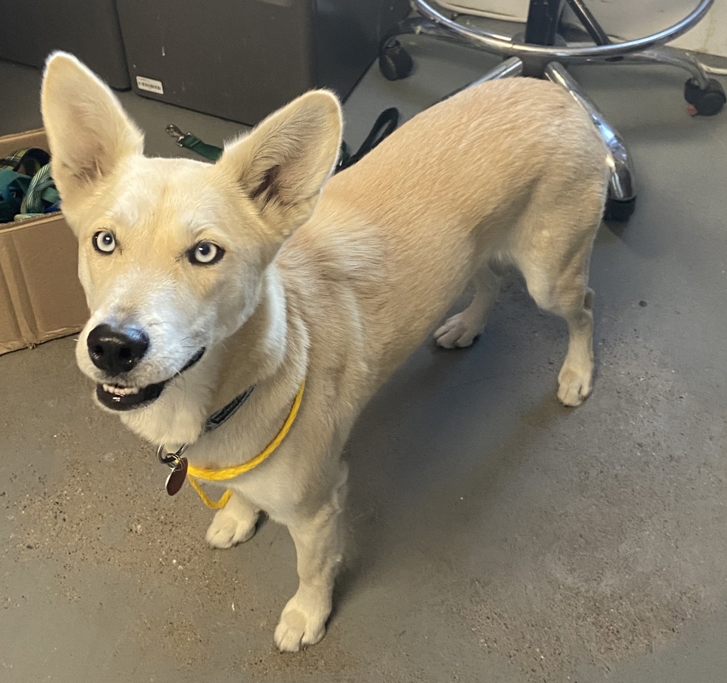 Shelter Stray Female Dog last seen Near W Harris Avenue W, SALT LAKE CITY, UT, 84104, 511 W 3900 S, Salt Lake City, UT 84123, USA