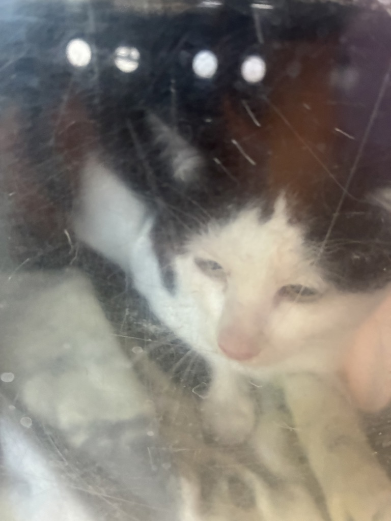 Shelter Stray Male Cat last seen Near S Magnolia Street, Magna Township, UT, 84044, 511 W 3900 S, Salt Lake City, UT 84123, USA