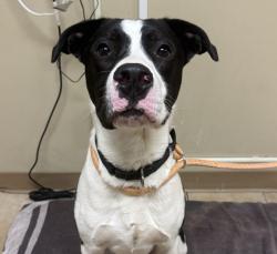 Shelter Stray Male Dog last seen SE 105th/Burnside, PORTLAND, OR, 97216, 1700 W Historic Columbia River Hwy, Troutdale, OR 97060, USA
