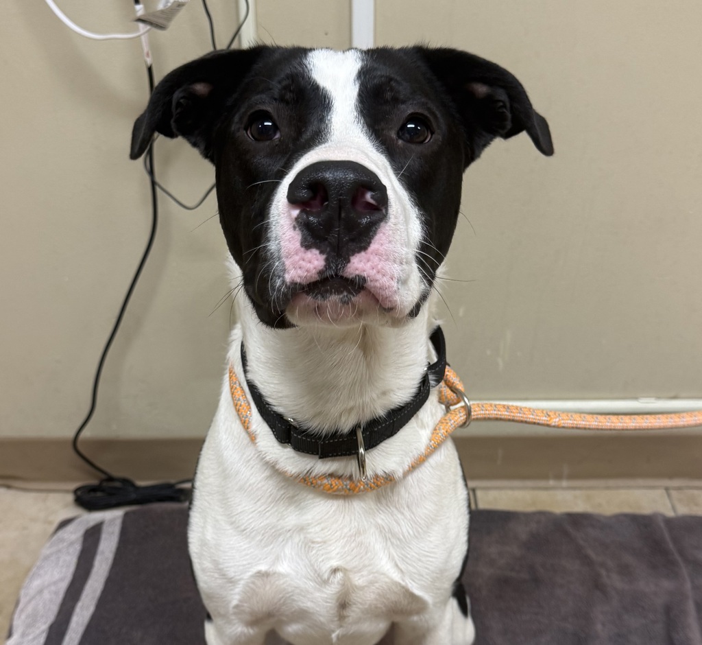 Shelter Stray Male Dog last seen SE 105th/Burnside, PORTLAND, OR, 97216, 1700 W Historic Columbia River Hwy, Troutdale, OR 97060, USA