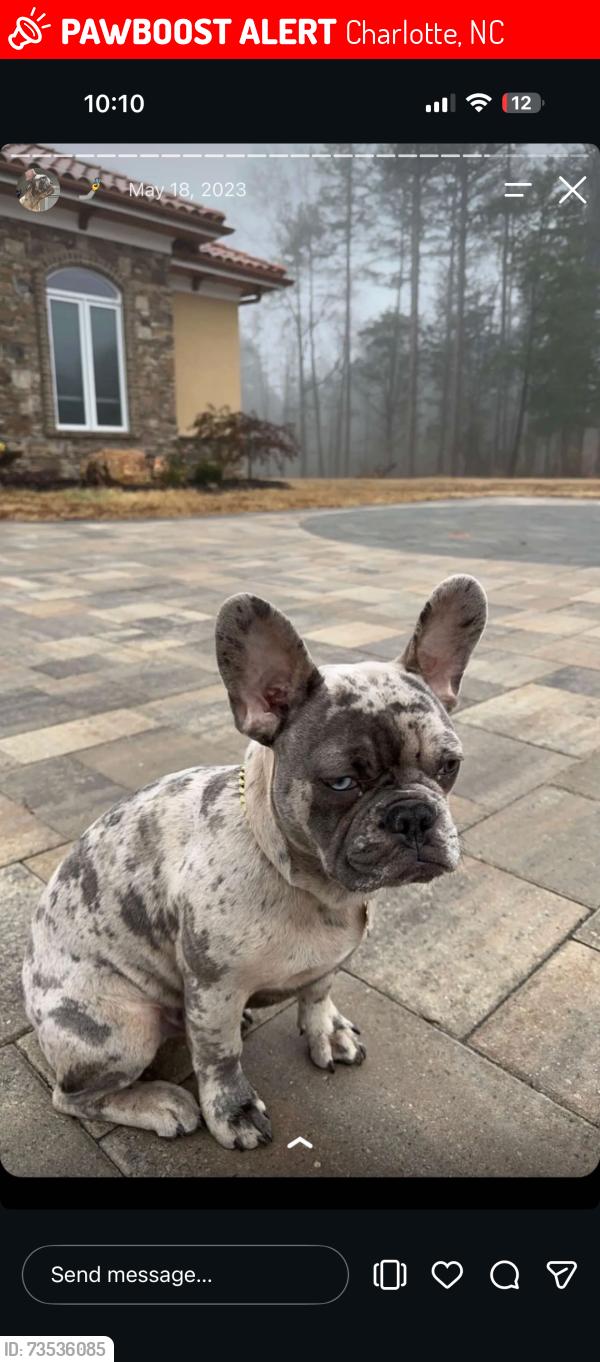 Lost Male Dog last seen Main drive/ circle drive, Charlotte, NC 28262