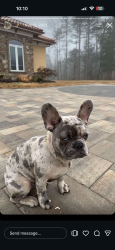 Lost Male Dog last seen Main drive/ circle drive, Charlotte, NC 28262