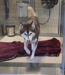 Shelter Stray Female Dog last seen Near W Yale, PONTIAC, MI, 48341, 1200 N Telegraph Building 42E, Pontiac, MI 48340, USA