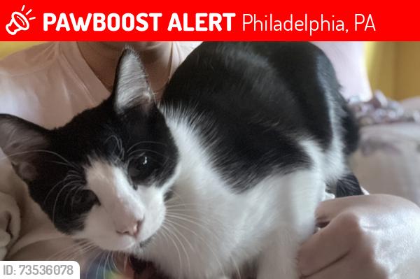 Lost Male Cat last seen Kovats Rd., Beverly Dr, Kallaste Rd, Philadelphia, PA 19116