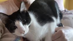 Lost Male Cat last seen Kovats Rd., Beverly Dr, Kallaste Rd, Philadelphia, PA 19116