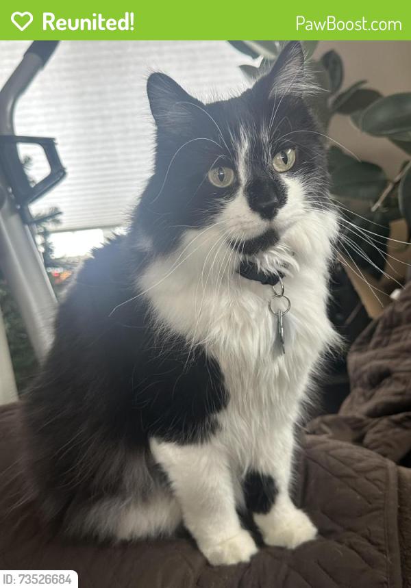 Reunited Male Cat last seen Scheels Park area Grand Forks ND, Grand Forks, ND 58201