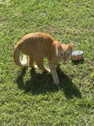 Found/Stray Unknown Cat last seen Elvie street, Wilson, NC 27893