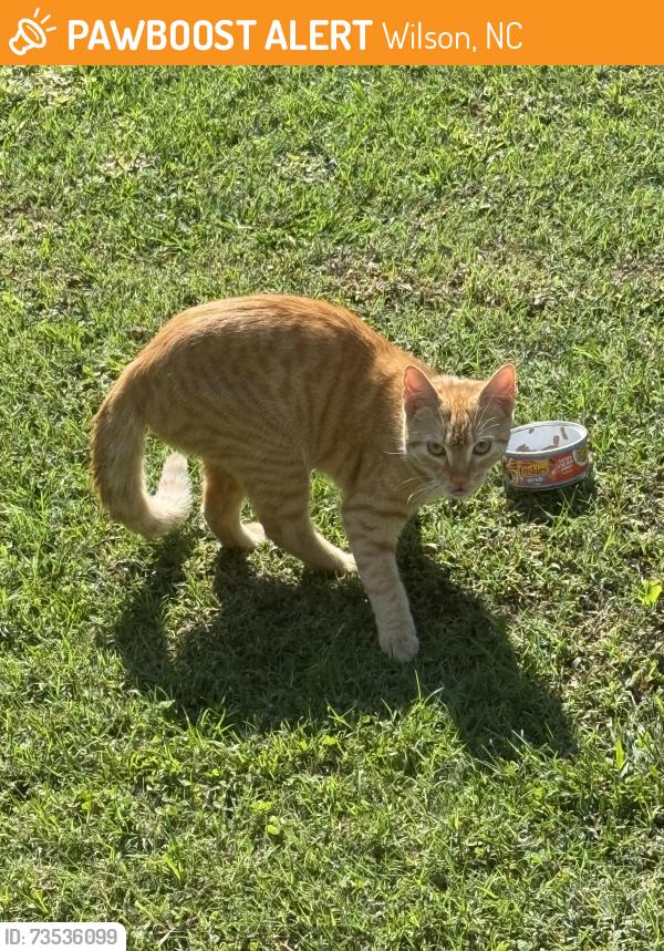 Found/Stray Unknown Cat last seen Elvie street, Wilson, NC 27893