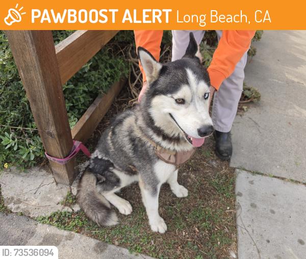 Found/Stray Male Dog last seen 29th st, Long Beach, CA 90806