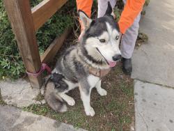 Found/Stray Male Dog last seen 29th st, Long Beach, CA 90806