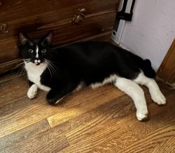 Reunited Male Cat last seen Stewart Rd & Kimberly Rd, Willernie, MN 55115