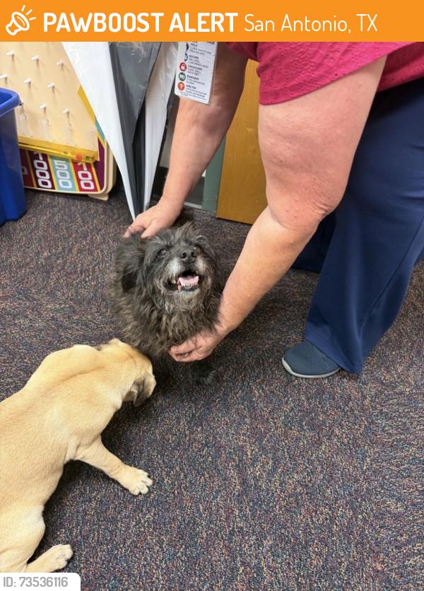 Found/Stray Unknown Dog last seen Seascape Drive, San Antonio, TX 78251