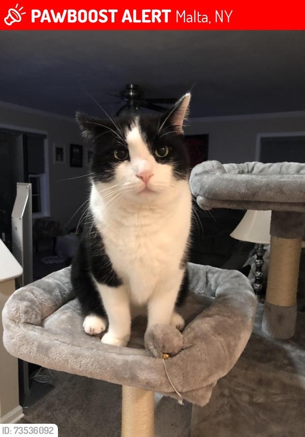 Lost Male Cat last seen Last spotted on Galleon Drive Tuesday night, 10/20. Home is on Larkspur Dr., Malta, NY 12020