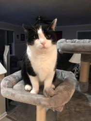 Lost Male Cat last seen Last spotted on Galleon Drive Tuesday night, 10/20. Home is on Larkspur Dr., Malta, NY 12020