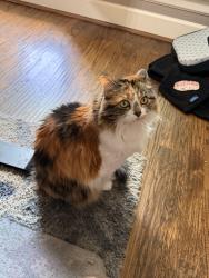 Reunited Female Cat last seen Harvest Community, Argyle, TX 76226