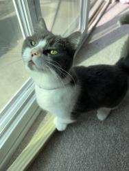 Lost Female Cat last seen Fairway drive, Derry, NH 03038