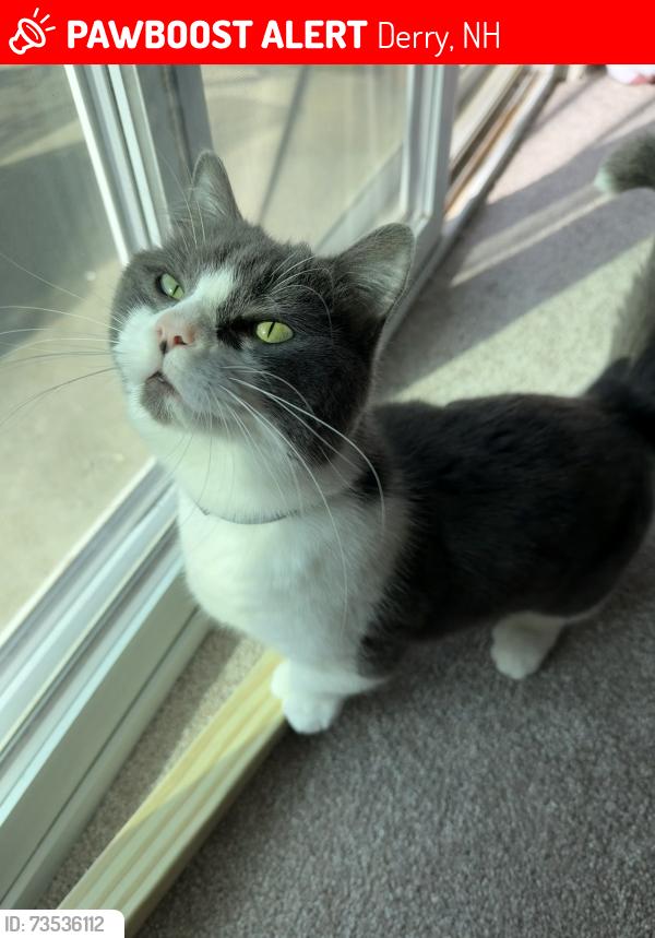Lost Female Cat last seen Fairway drive, Derry, NH 03038