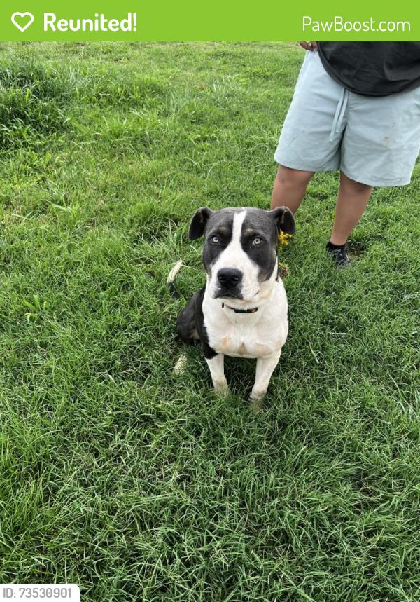 Reunited Male Dog last seen Little Mountain Rd, Neal Hawkins, McCarver Rd, Hemphill Rd, Forington Ln, Gastonia, NC 28056