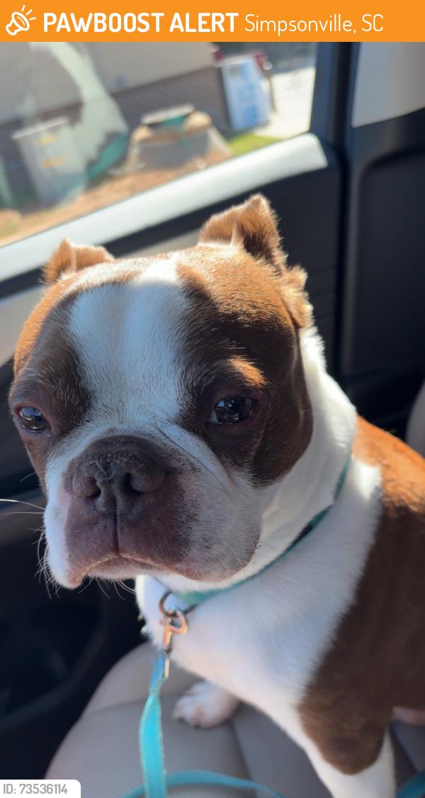 Found/Stray Male Dog last seen Long Creek plantation, Simpsonville, SC 29680