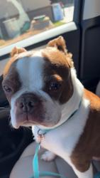 Found/Stray Male Dog last seen Long Creek plantation, Simpsonville, SC 29680