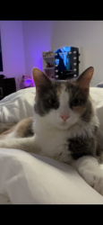 Lost Female Cat last seen Dufferin street and rogers road, Toronto, ON M6E 3R5