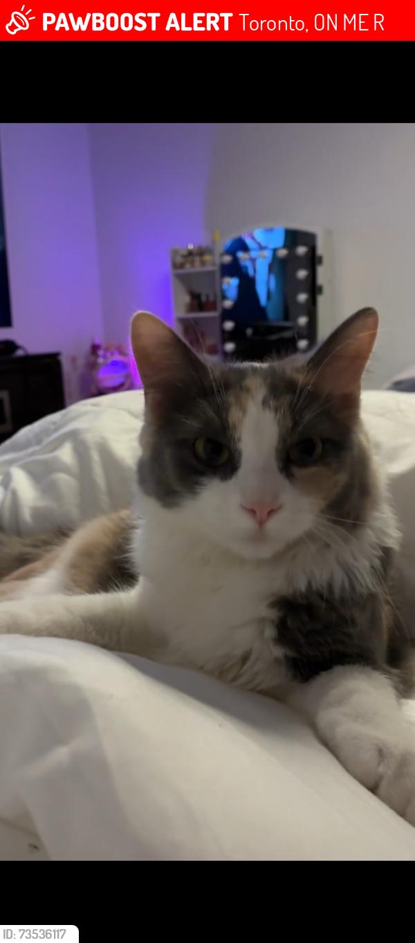 Lost Female Cat last seen Dufferin street and rogers road, Toronto, ON M6E 3R5