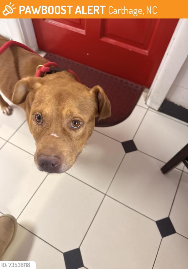 Found/Stray Male Dog last seen buggy town cofeee, Carthage, NC 28327