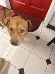 Found/Stray Male Dog last seen buggy town cofeee, Carthage, NC 28327