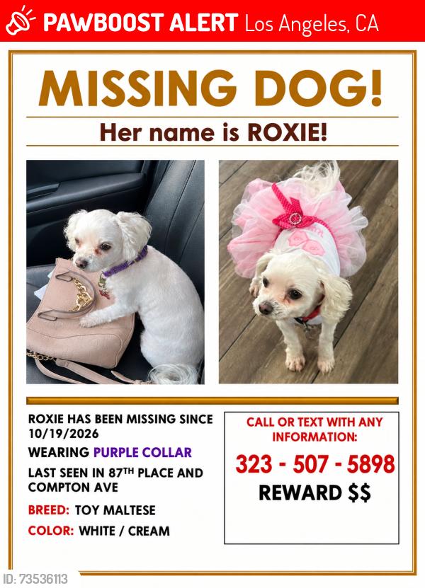 Lost Female Dog last seen Maie ave, Los Angeles, CA 90002