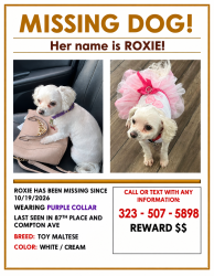 Lost Female Dog last seen Maie ave, Los Angeles, CA 90002