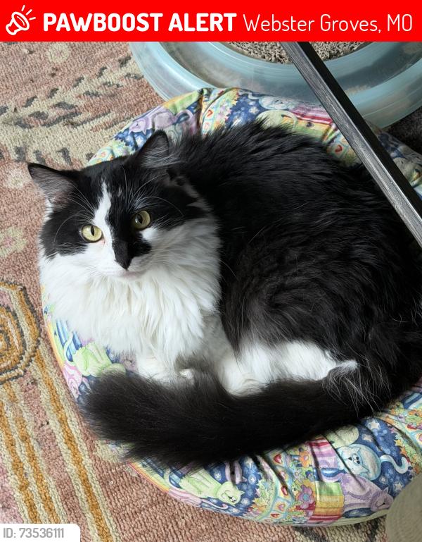 Lost Male Cat last seen Ivanhoe & Kenilworth, Webster Groves, Webster Groves, MO 63119