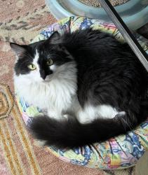 Lost Male Cat last seen Ivanhoe & Kenilworth, Webster Groves, Webster Groves, MO 63119