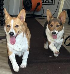 Reunited Female Dog last seen 91st Street, Seminole, FL 33777
