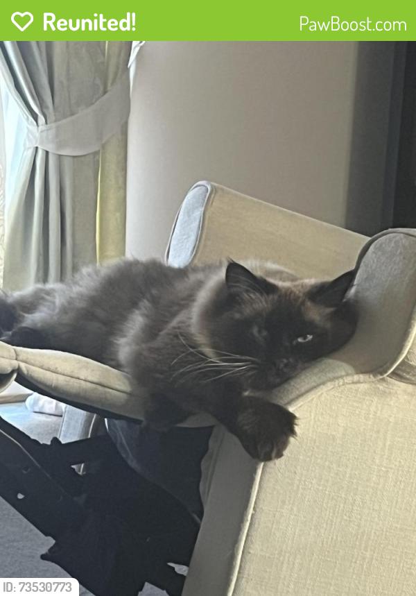 Reunited Male Cat last seen Golden way Hillside, Hillside, VIC 3037